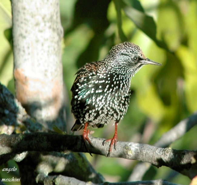 atterraggio di Storno Sturnus vulgaris carrellata d''immagini